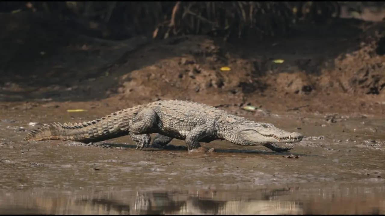 Crocodile Safari