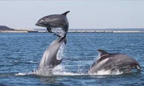 Dolphin Safari
