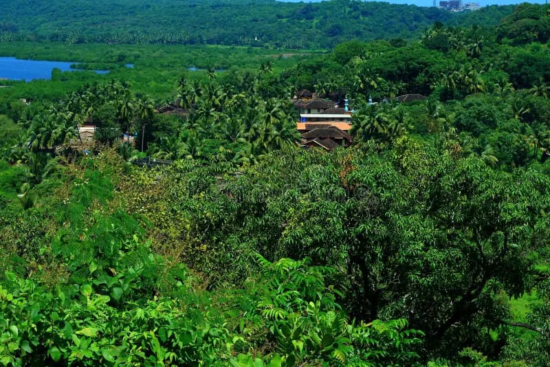 Jungle Safari